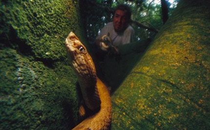 R&ugrave;ng m&igrave;nh trước lo&agrave;i rắn c&oacute; nọc độc l&agrave;m tan chảy thịt người 1