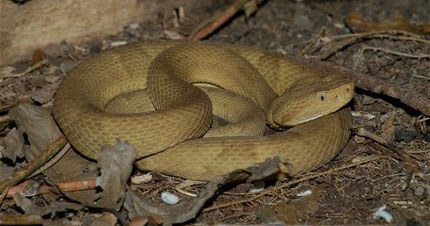 R&ugrave;ng m&igrave;nh trước lo&agrave;i rắn c&oacute; nọc độc l&agrave;m tan chảy thịt người 2