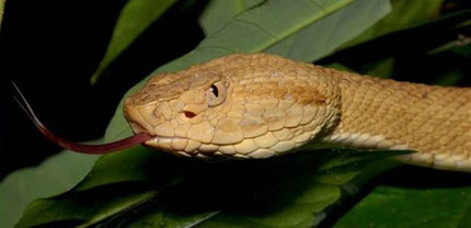 R&ugrave;ng m&igrave;nh trước lo&agrave;i rắn c&oacute; nọc độc l&agrave;m tan chảy thịt người 3