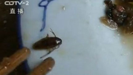 Nữ phục vụ b&agrave;n nuốt chửng cả con gi&aacute;n trong đồ ăn của kh&aacute;ch 1