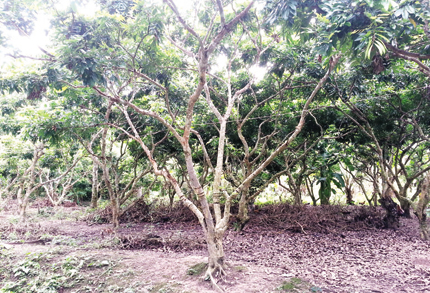 Bi h&agrave;i chuyện đ&ocirc;i bạn n&ocirc;ng d&acirc;n ở An Giang đ&agrave;o vườn t&igrave;m kho b&aacute;u 1
