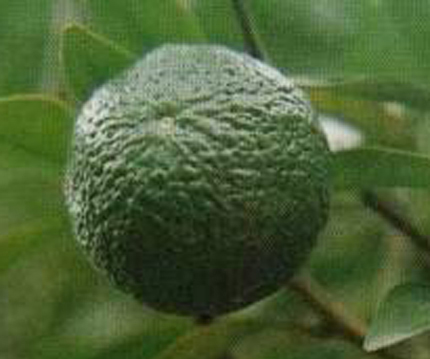 Bốc thuốc bằng thơ 2