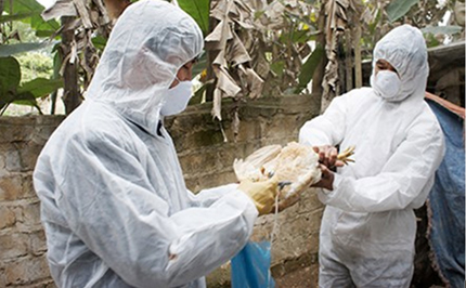 Chưa phát hiện cúm H7N9 từ mẫu gia cầm nhập lậu 1