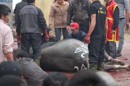 H&agrave;ng vạn người chen ch&uacute;c nhau đi xem chọi tr&acirc;u Hải Lựu  10