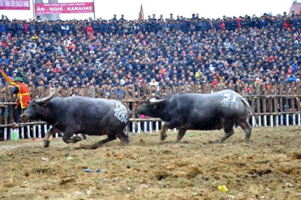 H&agrave;ng vạn người chen ch&uacute;c nhau đi xem chọi tr&acirc;u Hải Lựu  8