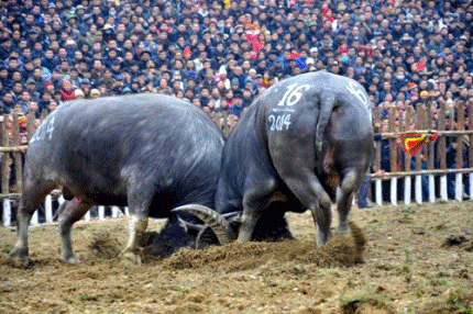 H&agrave;ng vạn người chen ch&uacute;c nhau đi xem chọi tr&acirc;u Hải Lựu  9