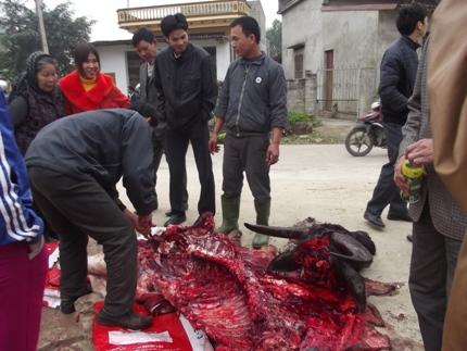 Chướng mắt về chặt chém, cờ bạc, cái bang tại lễ hội chọi trâu Hải Lựu 1