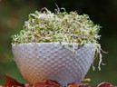Những điều bạn cần biết về chế độ ăn kiêng cho người bị viêm dạ dày Những điều bạn cần biết về chế độ ăn kiêng cho người bị viêm dạ dày