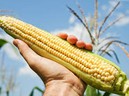 Hoa quả to lạ có phải là thực phẩm biến đổi gen? Hoa quả to lạ có phải là thực phẩm biến đổi gen?