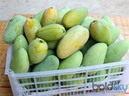Cảnh báo nguy hiểm cho những người ăn quá nhiều xoài Cảnh báo nguy hiểm cho những người ăn quá nhiều xoài