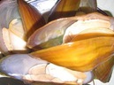 Những người có dấu hiệu sau đây tuyệt đối không nên ăn trai, hến Những người có dấu hiệu sau đây tuyệt đối không nên ăn trai, hến