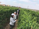 10 năm một giấc mơ trị tiểu đường bằng đông y
