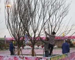 Khai mạc Lễ hội hoa anh đào - mai vàng Yên Tử: Anh đào Nhật nở muộn vì lạ trời