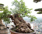 Đại gia Việt vung triệu đô mua cây ổi, cây sung, cây tùng về trưng để chứng tỏ độ ngông không ai bằng