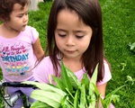 Bà mẹ Việt kiều Canada trồng cả &quot;rừng&quot; rau, quả ở nơi có thời tiết khắc nghiệt