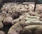 Vì sao lợn trước khi giết mổ bị tiêm thuốc an thần?