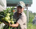 Mắc màn cho vườn cam giữa rừng sâu, cụ ông thu gần 6 tỷ/năm