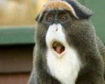 Lý do bất ngờ khiến con khỉ có bộ râu bạc trắng được nhiều người tìm mọi cách để mua