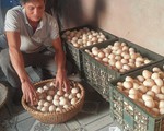 Nuôi ngan bán trứng, sáng mở mắt ra đã có 500 ngàn đồng