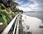 Tranh cãi phương án giải cứu Hồ Tây, hồi sinh sông Tô Lịch