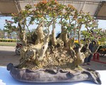 La liệt bonsai độc lạ giá cả cây vàng đại náo thị trường Tết 2018
