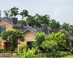 Ngôi nhà không đổ cột bê tông với vườn bưởi trĩu quả trên mái nhà ở Hà Nội
