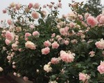 4 mẹo cực dễ để sở hữu vườn hồng &apos;chất lừ&apos; của mẹ 7x Thủ đô