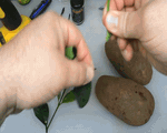 Trồng chanh cực dễ chỉ bằng một cành chanh và củ khoai tây, chẳng mấy mà có cây sai trĩu quả