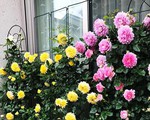 Vườn hoa hồng hâm nóng tình yêu của cặp vợ chồng Việt tại Nhật