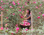 Khu vườn hoa hồng rộng đến 3 ha đẹp ngất ngây giúp cô gái 27 tuổi thoát khỏi bệnh trầm cảm ở Hà Nội
