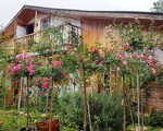 Gia đình Đà Lạt sống trong nhà gỗ giữa vườn hồng 1.000 m2
