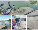 Hà Nội: Hé lộ nguyên nhân khiến hàng chục tấn cá chết ở Hồ Tây
