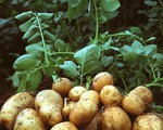 6 loại rau củ năng suất nhất để trồng trong khu vườn nhỏ của bạn