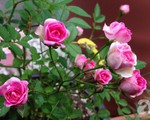 Mảnh vườn nhỏ chỉ vỏn vẹn 10m² nhưng có đến hàng trăm chậu hồng, chậu nào cũng ra hoa đẹp ngỡ ngàng của mẹ Việt ở Nhật
