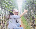 Phát “sốt” với vườn dưa tím ngắt sai trĩu quả ở Đà Lạt