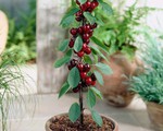 Tự trồng cherry tại nhà ăn cả năm không hết với bí quyết đơn giản