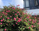 Những cây hồng nghìn nụ giá trăm triệu đồng