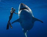 Bơi cùng cá mập trắng dài 6 m để kêu gọi bảo vệ sát thủ đại dương
