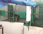 Trèo tường vào vườn thú, chàng trai Ấn Độ bị sư tử cắn chết