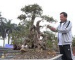Đỗ quy&ecirc;n bonsai gần 400 tuổi gi&aacute; một tỷ đồng tại H&agrave; Nội