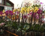 Bốn ng&agrave;y bu&ocirc;n lan lỗ cả ng&agrave;n USD: Vụ Tết nhớ đời của anh trai c&ocirc;ng sở