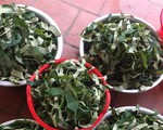 Loại lá mọc tràn ao bùn Việt Nam, 400 ngàn/kg, chị em ưa dùng để giữ eo
