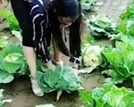 Người phụ nữ trồng bắp cải trên sân gạch