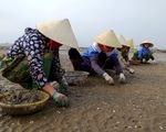 Huyện Quảng Xương (Thanh Hóa):  Gần Tết, dân lao đao vì ngao chết trắng