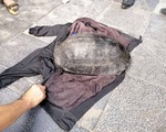 Bắt 'cụ' rùa nặng hơn 10kg ở hồ Hoàn Kiếm
