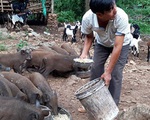 'Bão giá' thịt lợn: Bán một con thu nửa cây vàng, lợn rừng mỗi con lãi cả chỉ