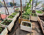 Độc đáo &quot;nông trại&quot; trồng rau, nuôi gà trên sân thượng, giữa lưng trời ở Hà Nội