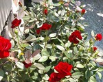 &apos;Vườn thượng uyển&apos; ngập hoa hồng trên sân thượng của CEO Sài Gòn