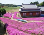 Người đàn ông Nhật dành trọn tình yêu để trồng đồi hoa trước nhà suốt 4 năm tặng vợ mù lòa