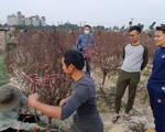 Vườn đào đẹp nhất Đông Anh (Hà Nội): Chủ vườn thu về vài trăm triệu tiền đào Tết sau vài ngày mở bán